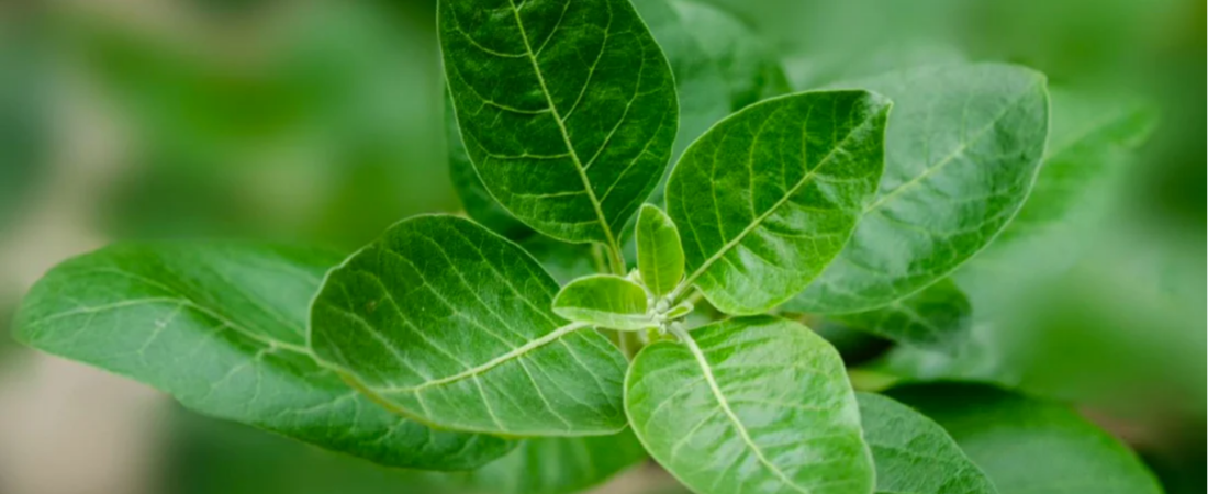 Ashwaganda: Is It Safe To Use?