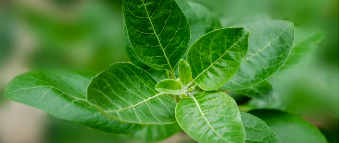 Ashwaganda: Is It Safe To Use?